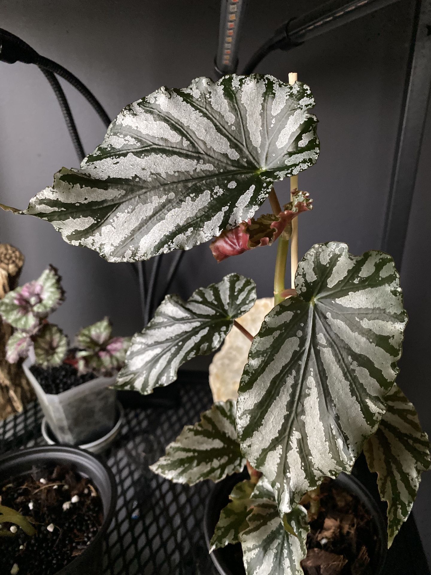 Angel Wing Begonia | Pink & White Flowers