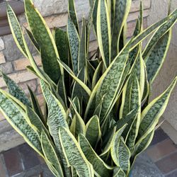 Moving Sale - A Lot Of Mature Potted Plants