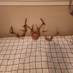 Deer Antlers 