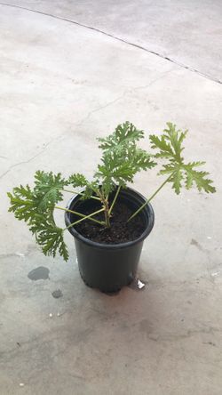Citronella Mosquito Plant