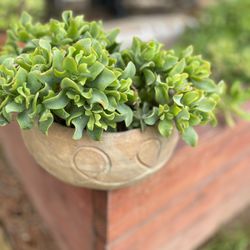 Succulent Plant Handmade Clay Pot