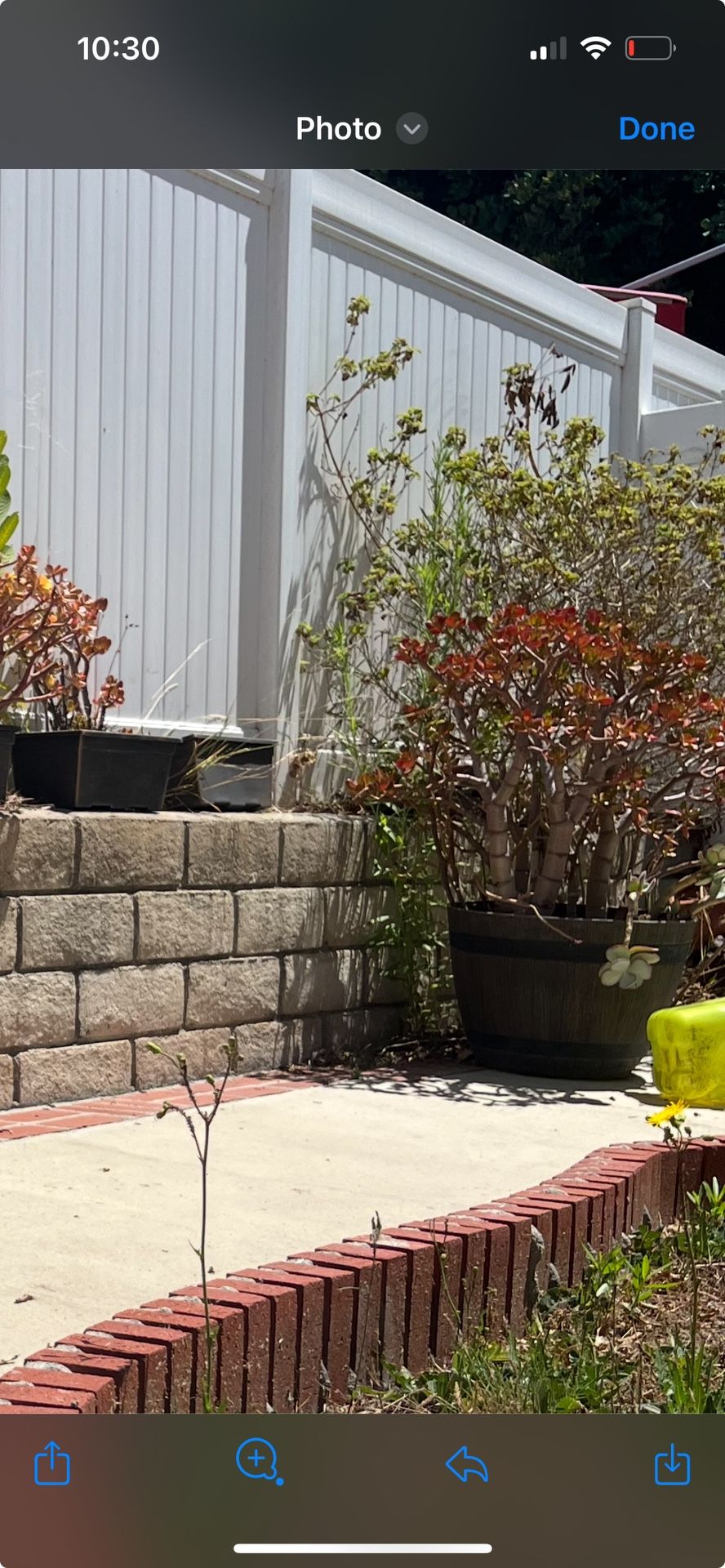 Big Succulent Planter