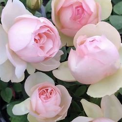 Rare European, Japan rose plants : Mona Lisa 