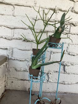 Plants stuff