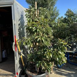 Zutano Avocado Tree