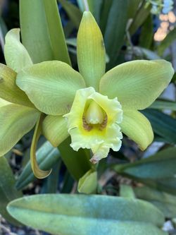 Blc. Majestic Light “Hidden Treasure”