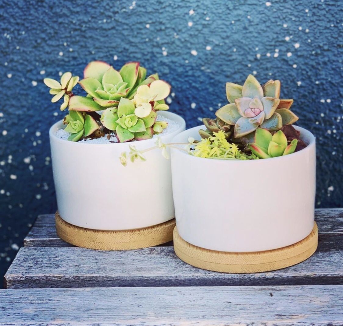 Pair of planters with succulents