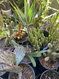 Plantas