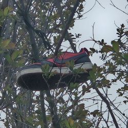 My friend threw his shoe up in a tree and I'm selling it. Hee Hee