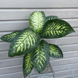 8” dieffenbachia dumb cane 