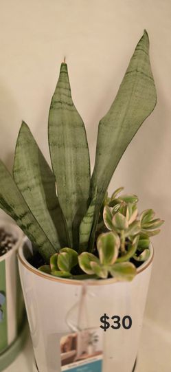 Succulent arrangements