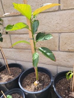 Avocado Tree Organic