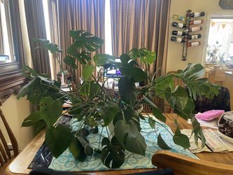 Monstera House Plant