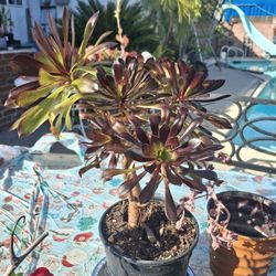 Black Rose SucculentIn 6in Pot