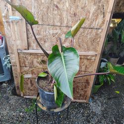 Red- Leaf Philodendron 