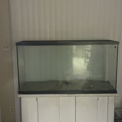 Fish Tank 