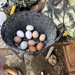 Huevos Organicos Y Fertiles