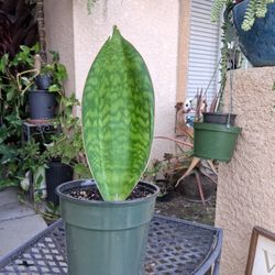 Small WHALES FIN Sensaveria Plant $20