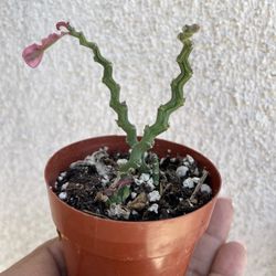 Succulent Plants