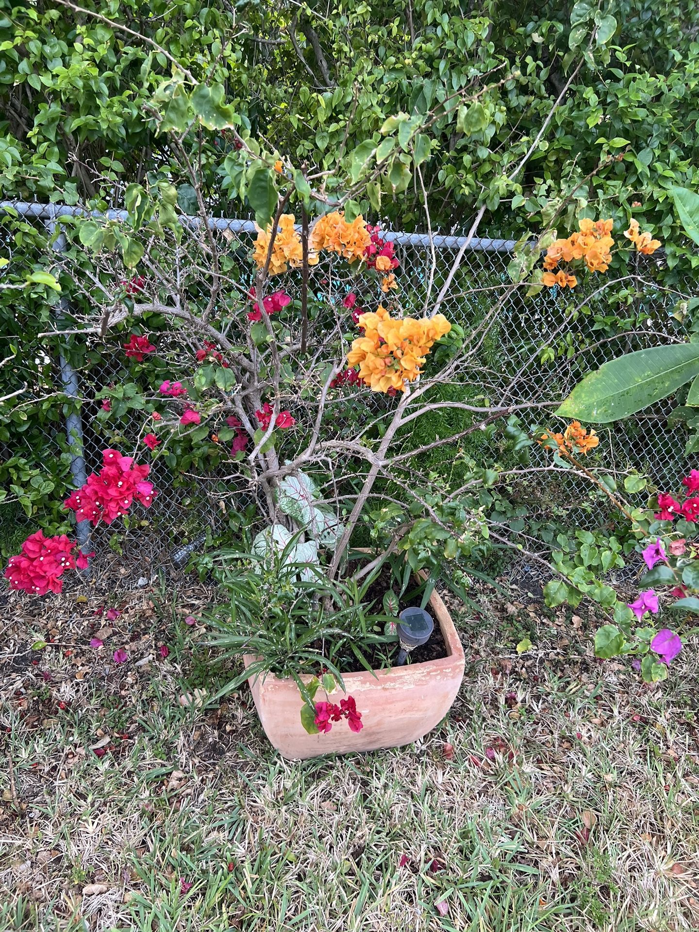 Large Terracotta Pots With A Plants