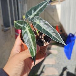 3" Alocasia 'Bambino' (B)