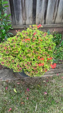 Ever Green And Flowers 2 Or More Times A Year