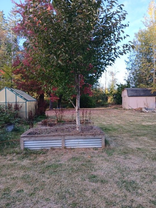 Tree,you Dig