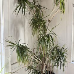 Draecana Potted Tree. Living/real Plant $200