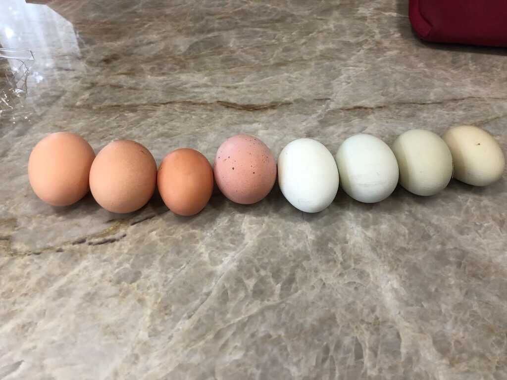 Fertilized Eggs