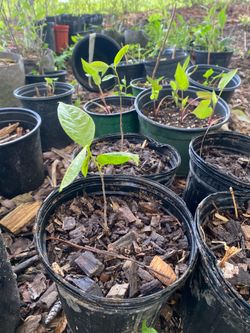 Paw Paw Seedlings (1 year old)