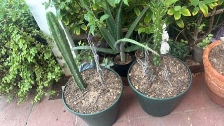 Cactus in plastic pots