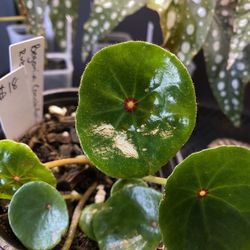 💕Begonia Conchifolia | Ruby Begonia💕