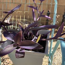 Purple Heart Plant