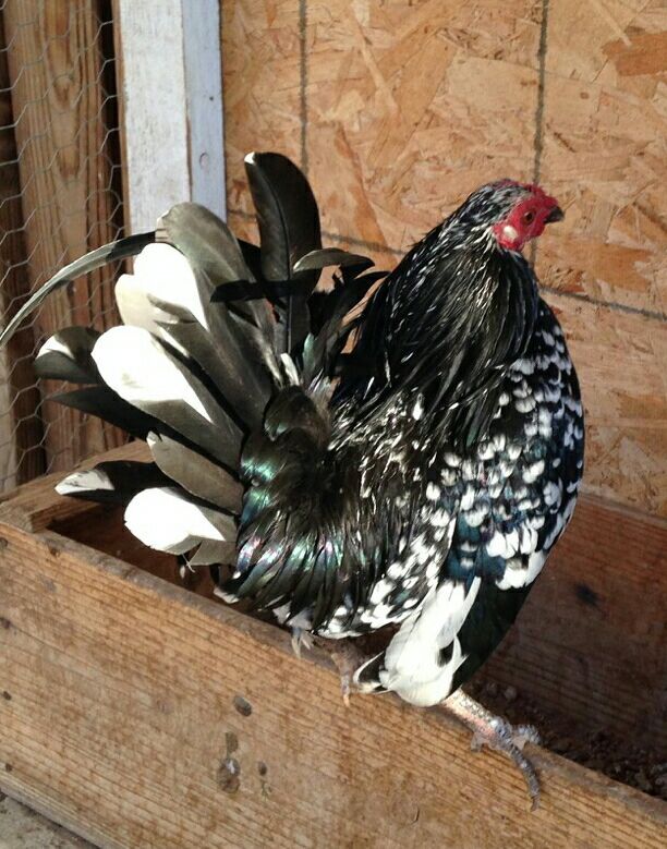 Kikiriki Rooster