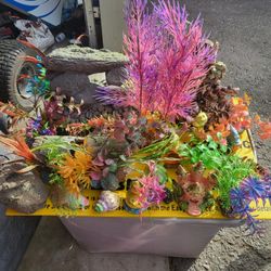 Acuario  Acessorios