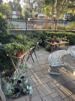 Selling All My PLANTS ‼️🌵🪴🪻🌱