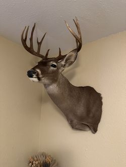 Whitetail Deer Mount