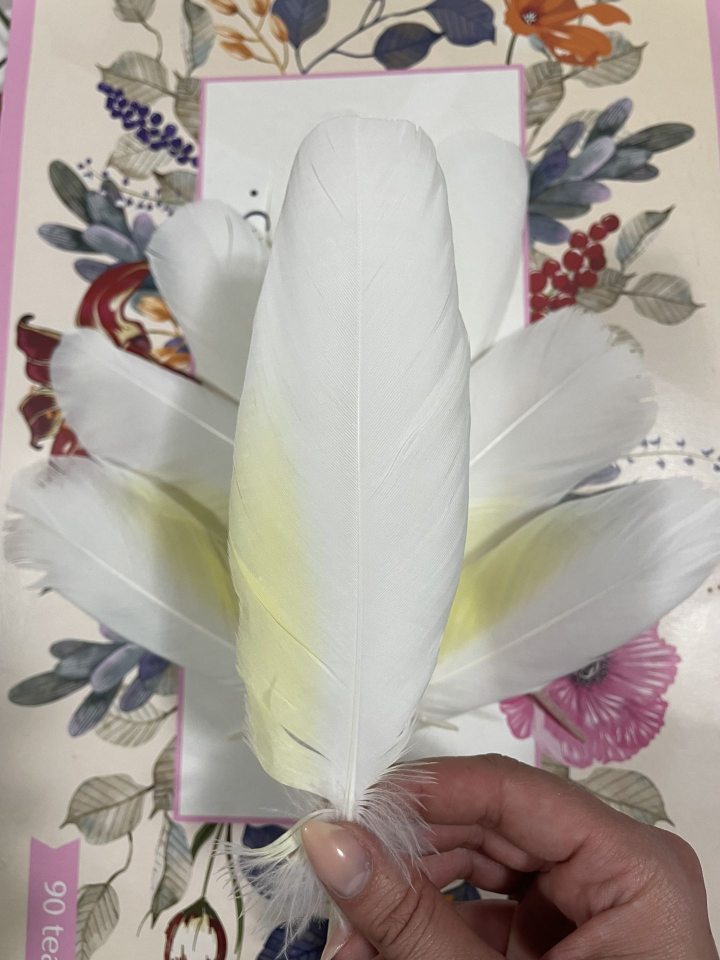 Cockatoo Feathers