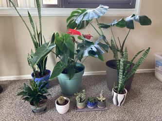 Assorted Plants (Prices in the description!)