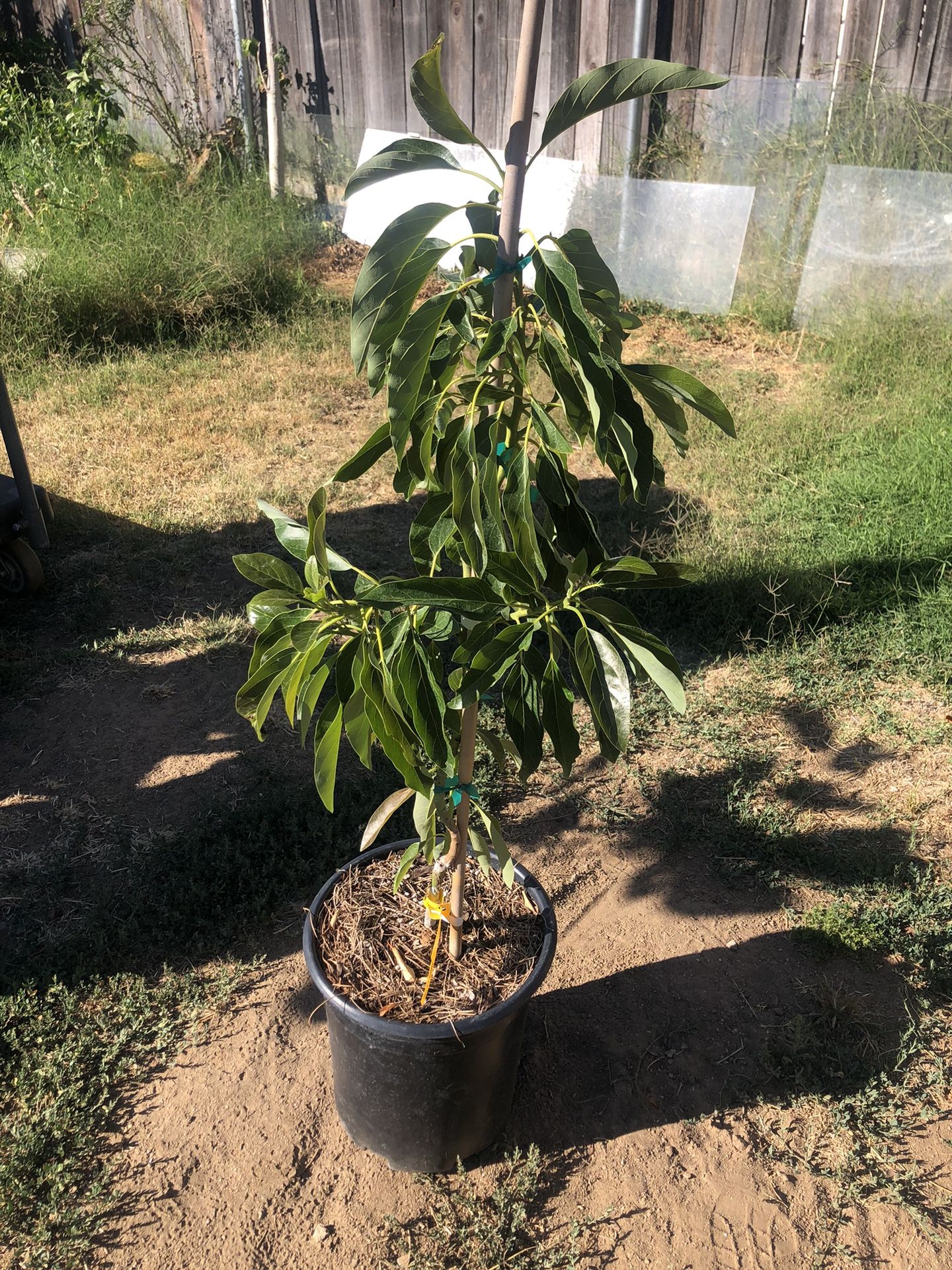 Gem Avocado Tree Grafted 5 Gallon for Sale in Riverside, CA OfferUp