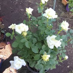 Coronas De Cristo Geranios 