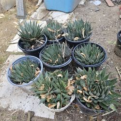 Plant With Pot $10 For Each Pot 