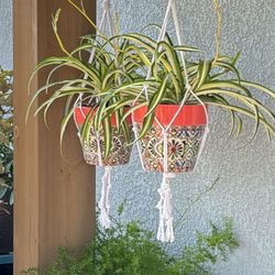 Set Ceramic Pots + Spider 🪴Plants 