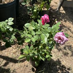 Roses Plants