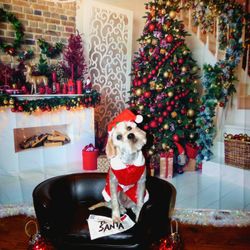 Christmas Dog Photo
