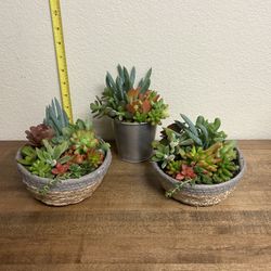 Mother’s Day Succulent Plant Gifts