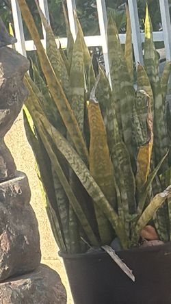 Free plant