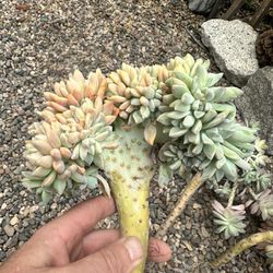 Crested ghost succulent Cuttings