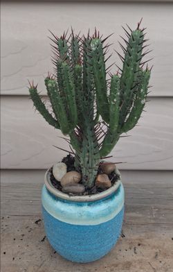 Euphorbia Enopla Pincushion succulent plant 🪴