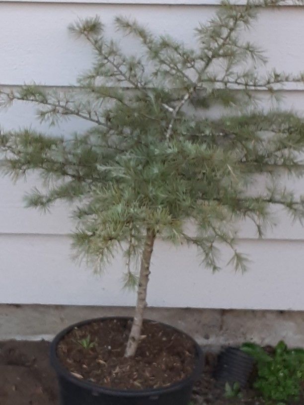 Cedrus Deodara Tree